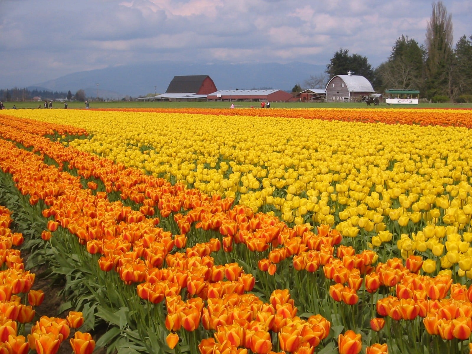 Magical Skagit Valley
