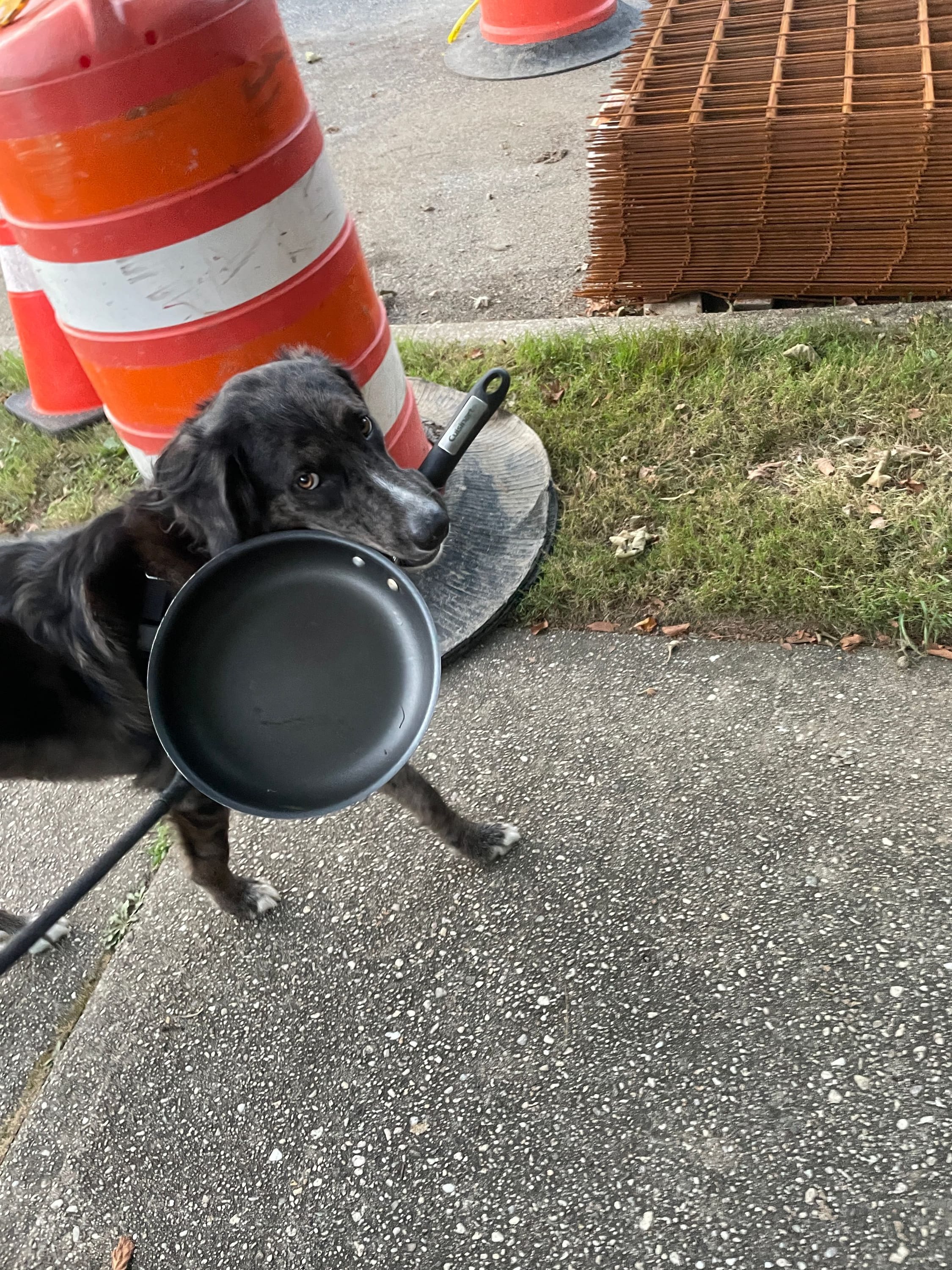 My dog, who has a knack for collecting