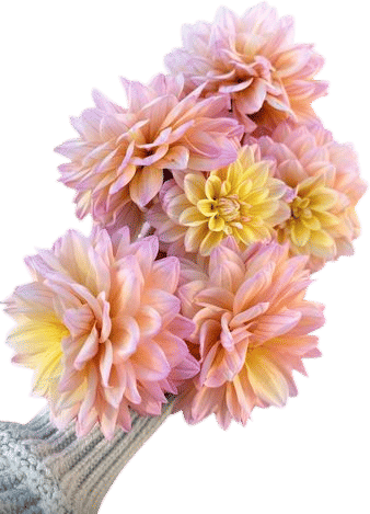 Mondriaan Dahlias