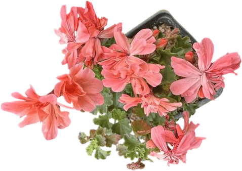 Obscure pelargonia by mail from Geraniaceae