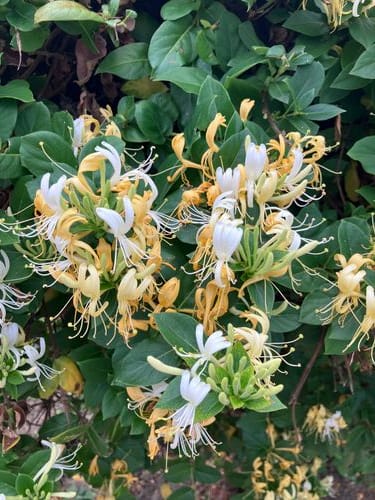 go outside and smell the honeysuckle