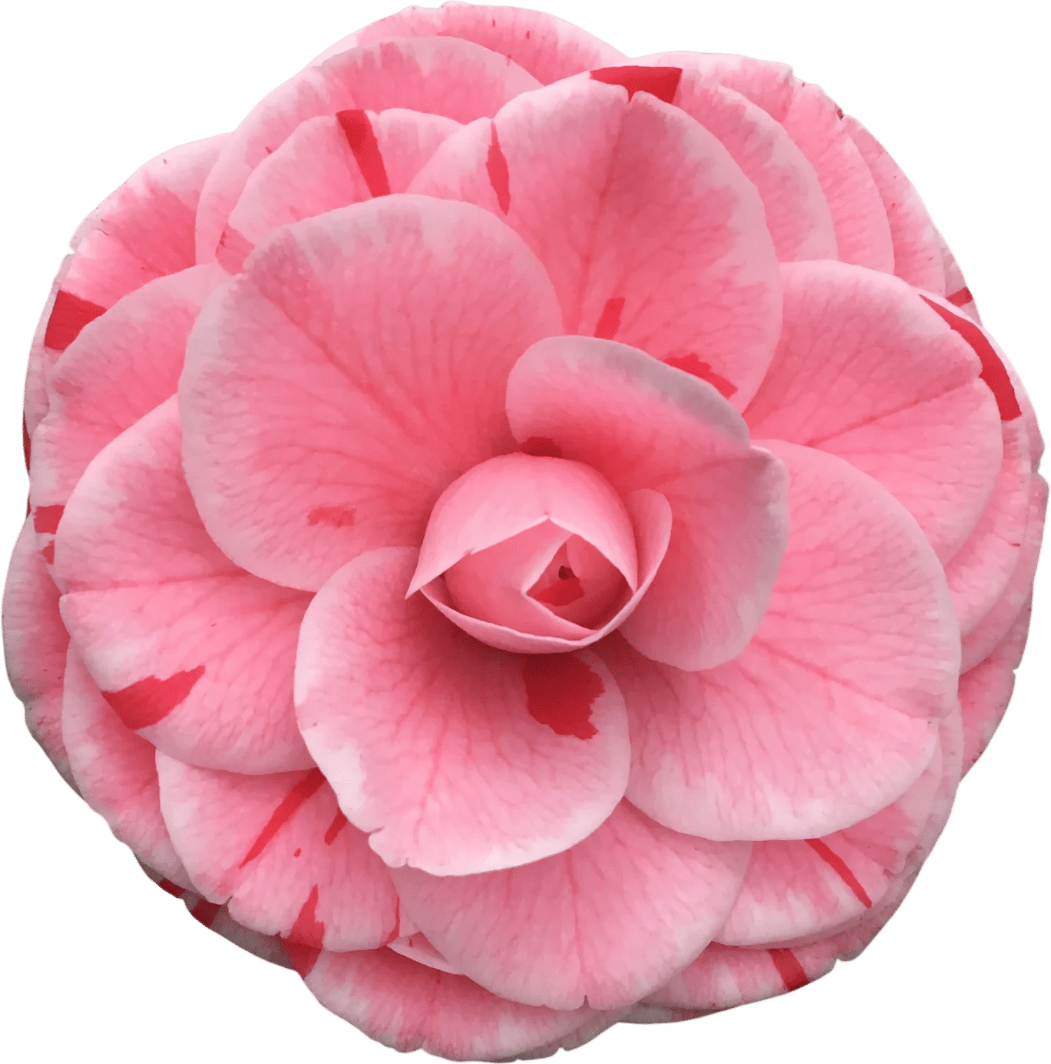 Reconsidering the Camellia