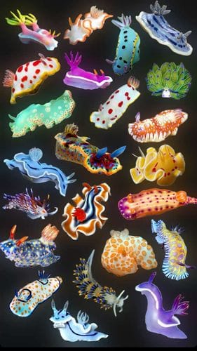 Japanese Sea Slugs