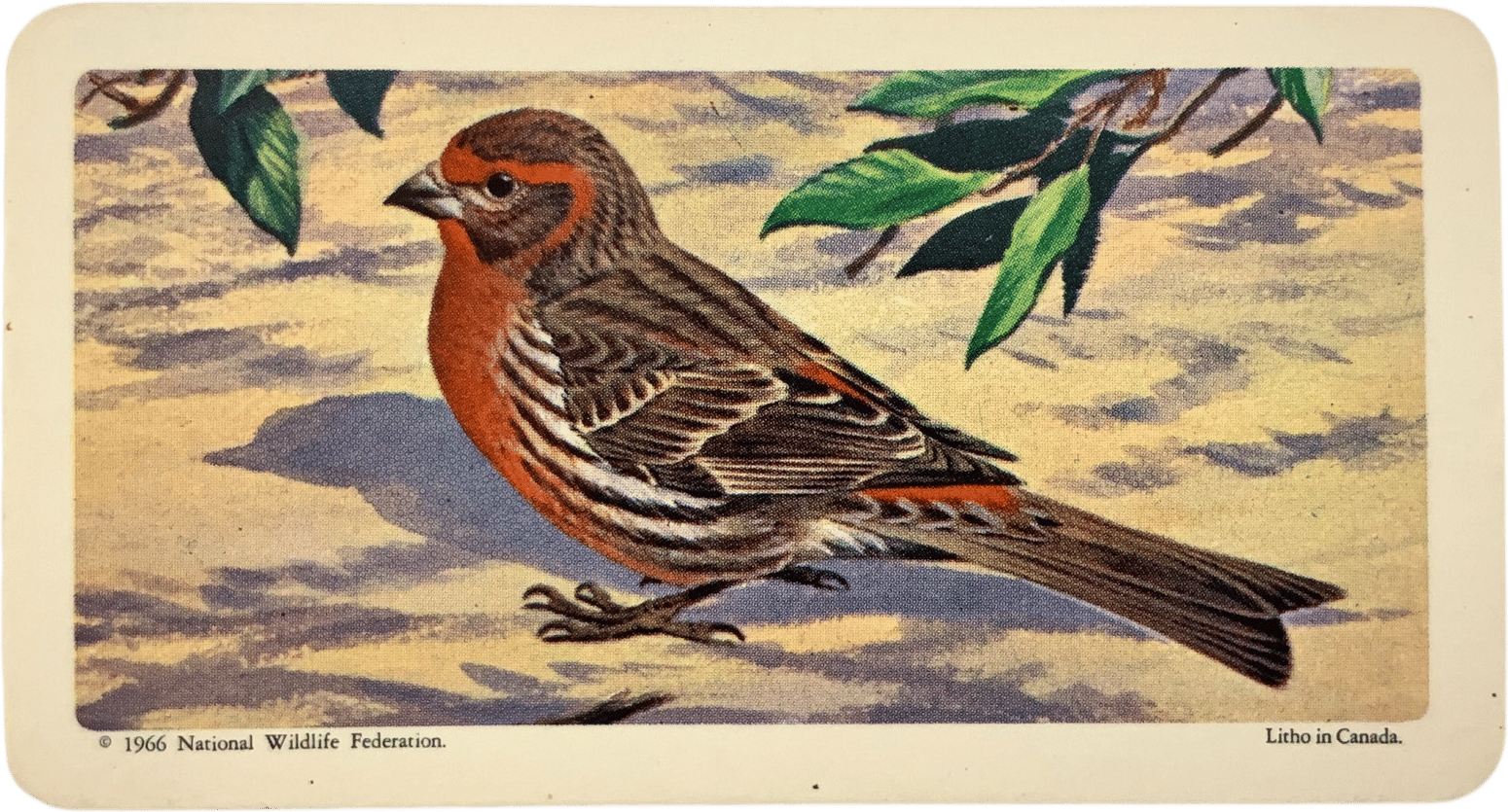 House Finch