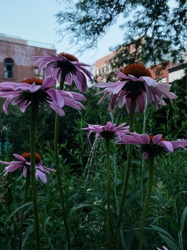 Echinacea purpurea