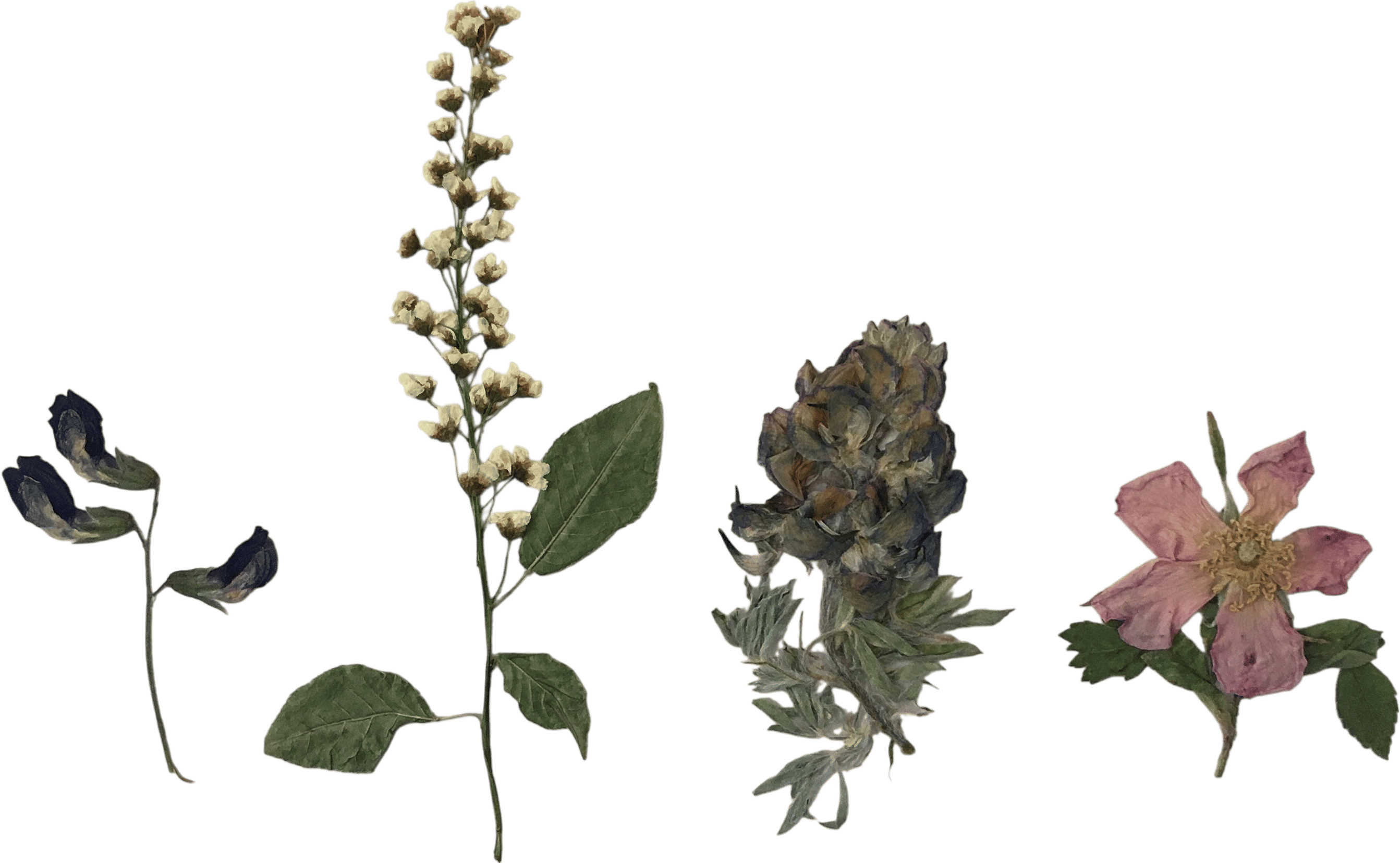 Pressing wildflowers
