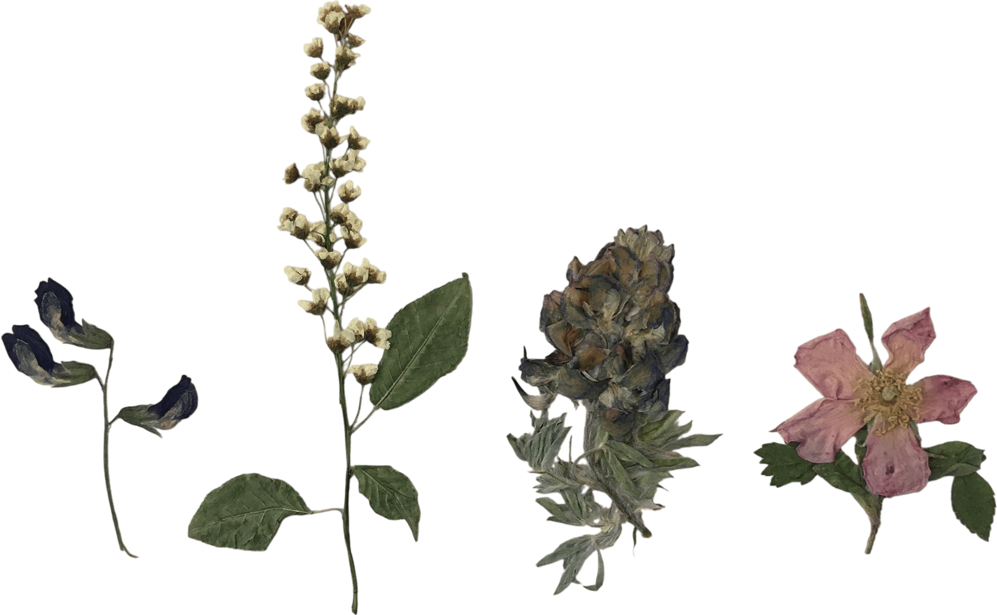 Pressing wildflowers