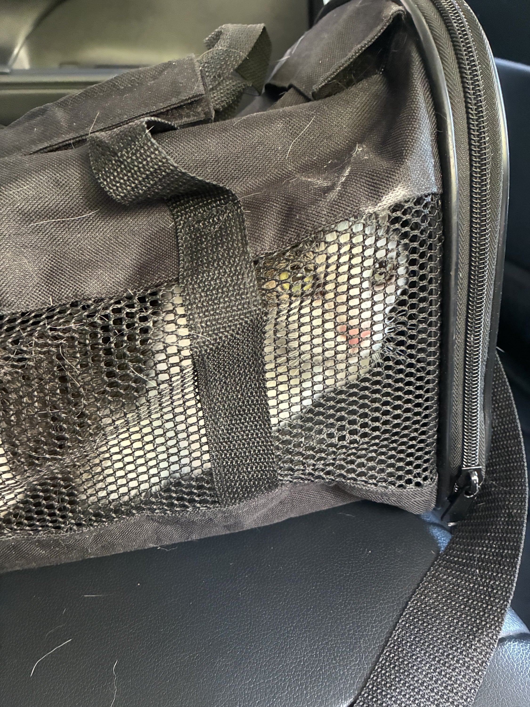 Traveling with your cat