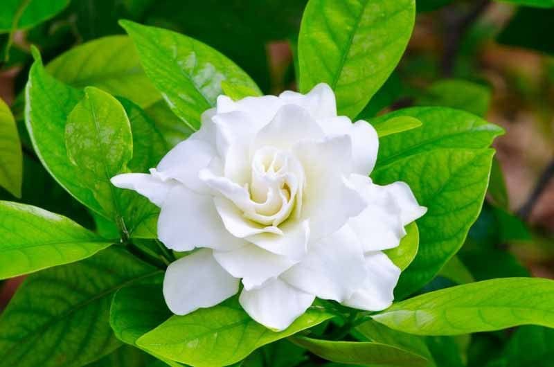 The smell of gardenias