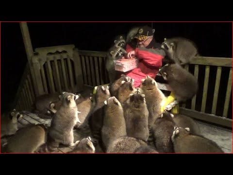 Mobbed by Raccoons (Nov 3, 2020)