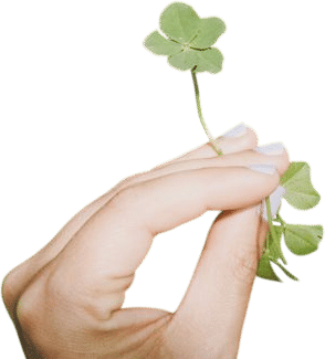 Looking for Four Leaf Clovers