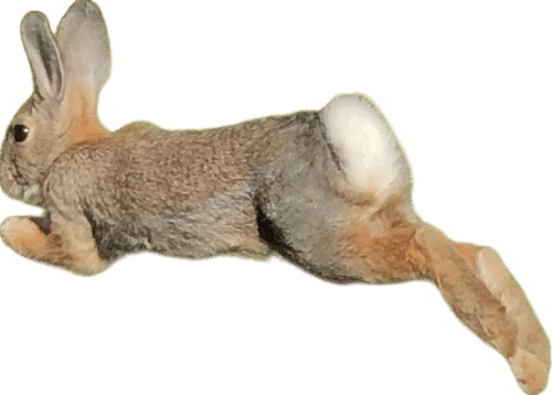 Bunny Watching - Denver