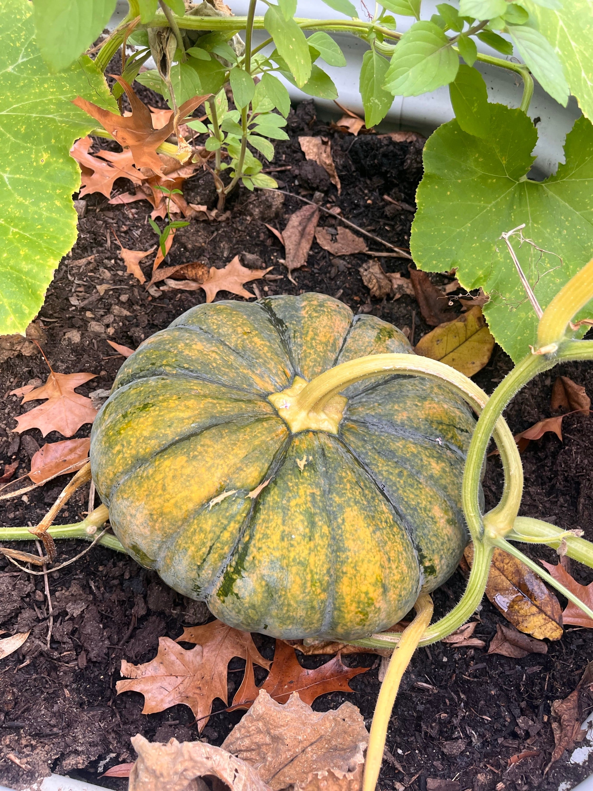 Grow your own pumpkins