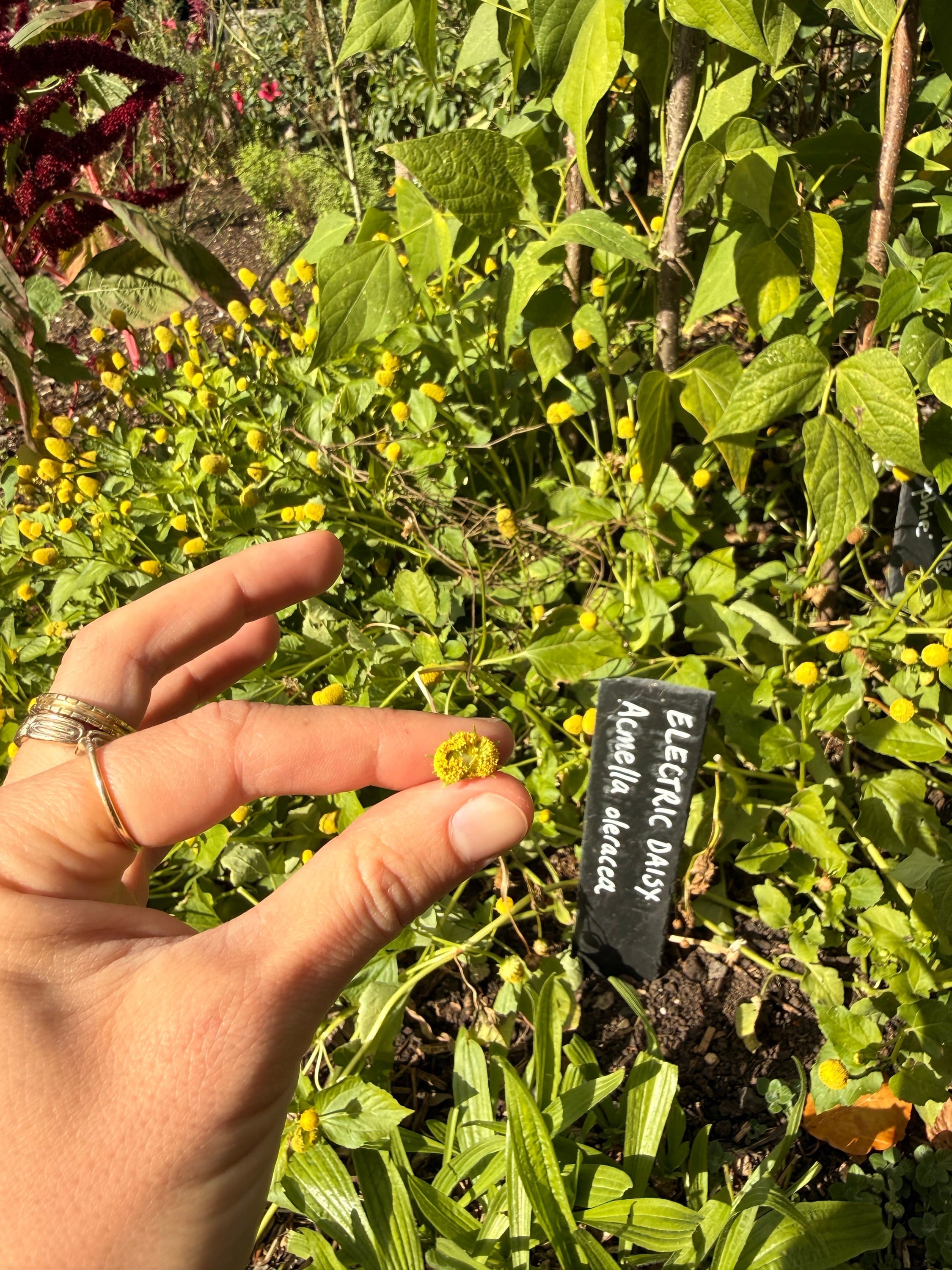 Taste An Electric Daisy