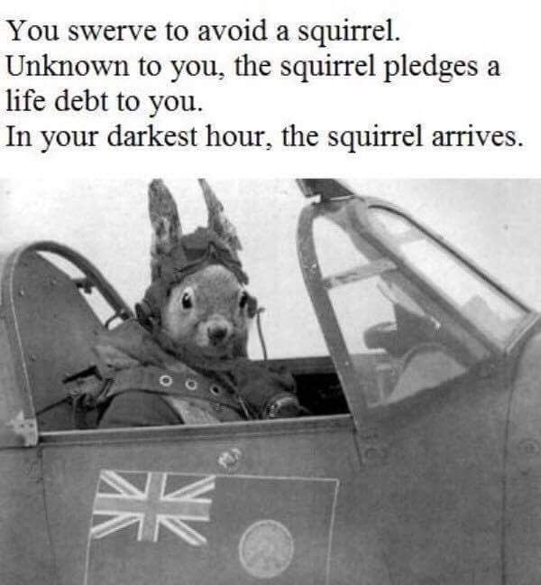 "You swerve to avoid a squirrel" meme