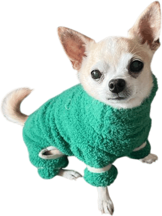 my dog paulie