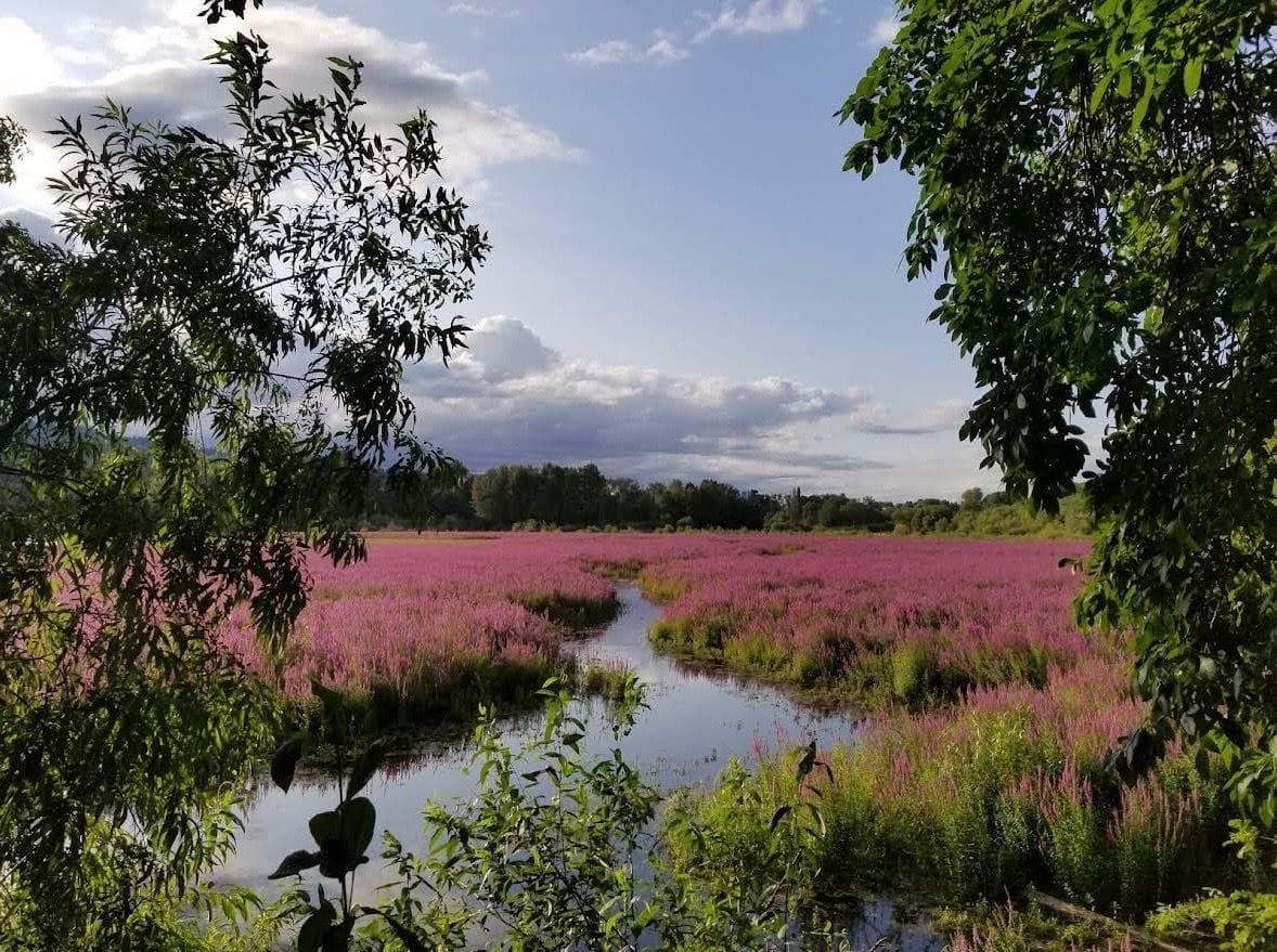 Oaks Bottom Wildlife Refuge