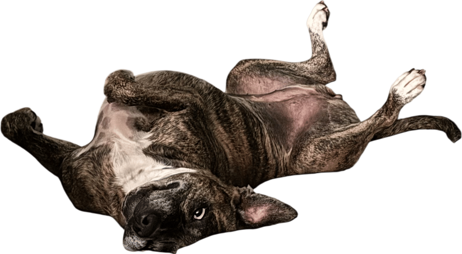 Maya in Dino mode