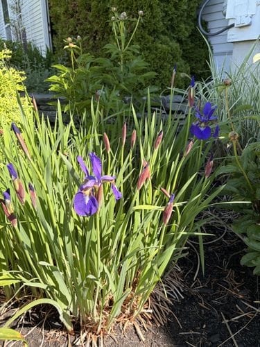 japanese iris