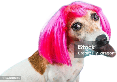 dog with a wig