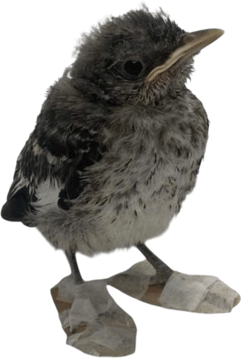Northern Mockingbird in Slippers