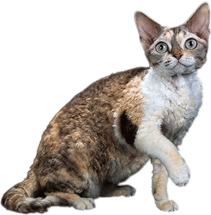 Devon Rex