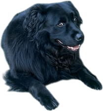 Black Lab with Long Hair (recessive gene)