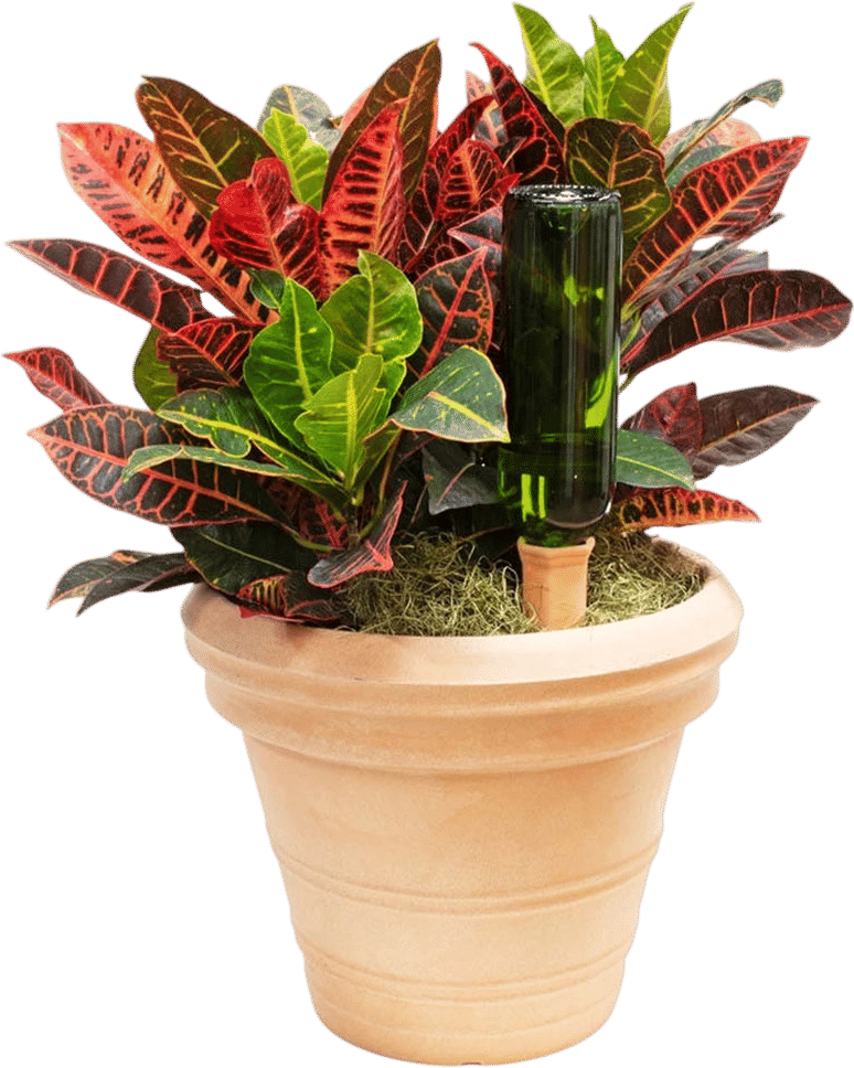 Wine Bottle Ollas