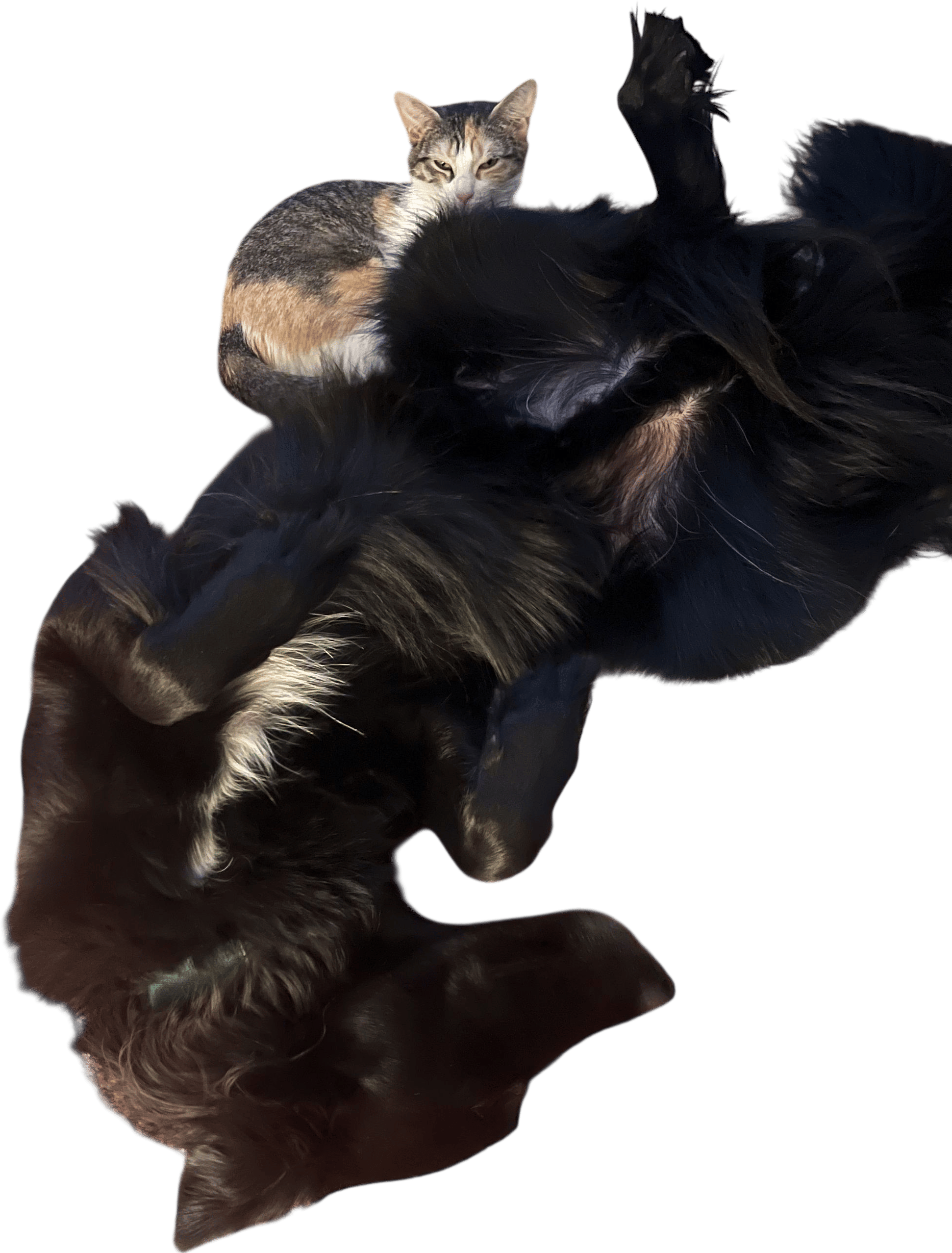 dog + cat = elite combo