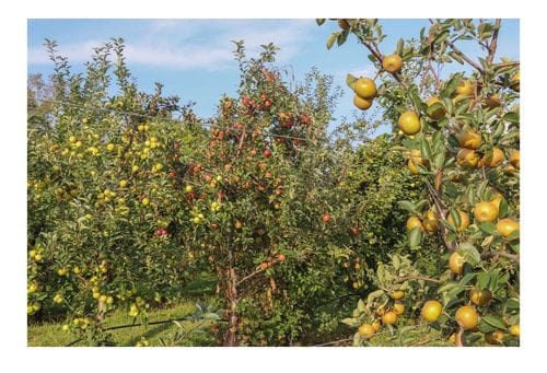 Hudson Valley Apple Project 🍎