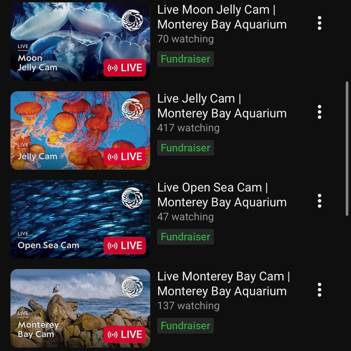 Monterey Bay Aquarium Livestreams