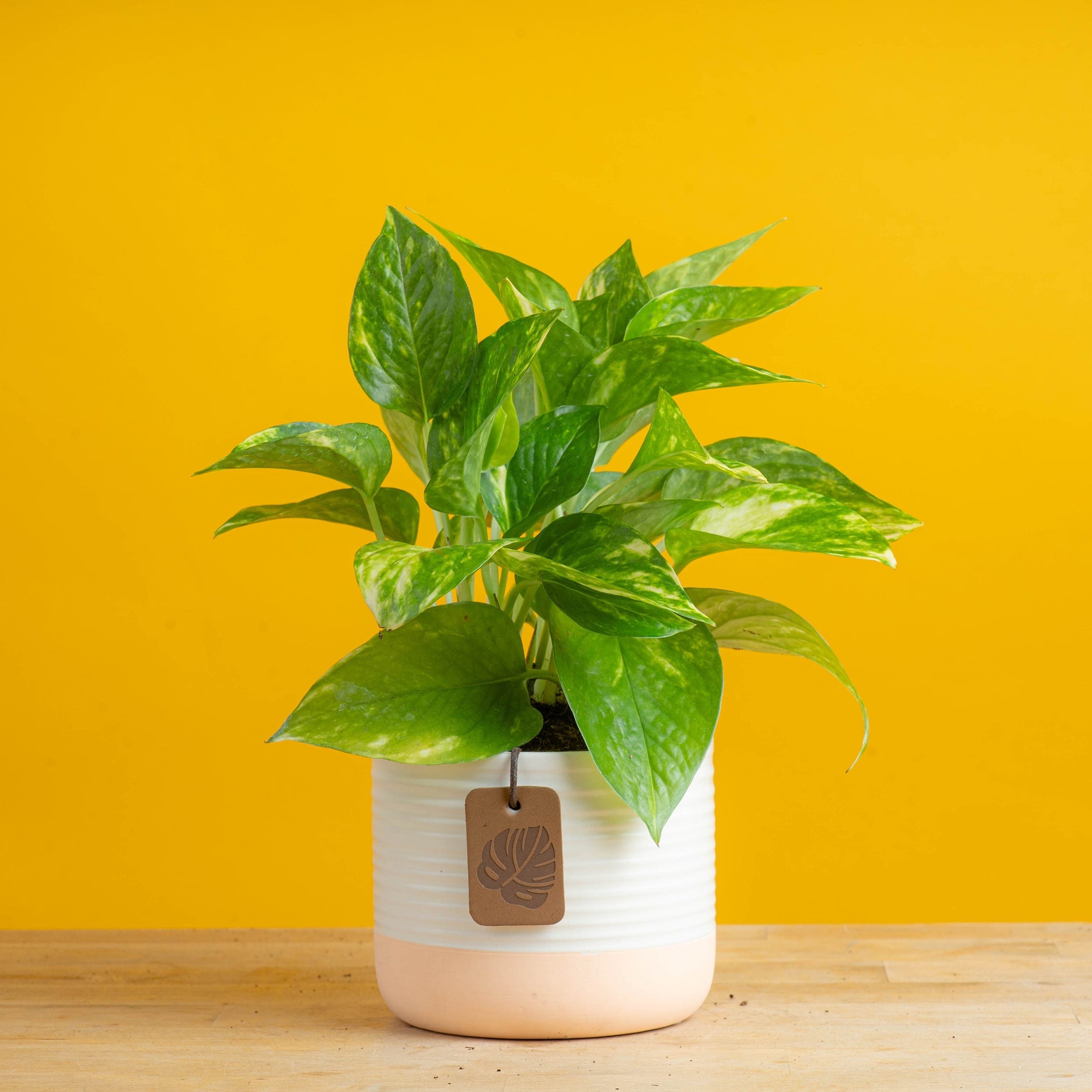 Golden Pothos