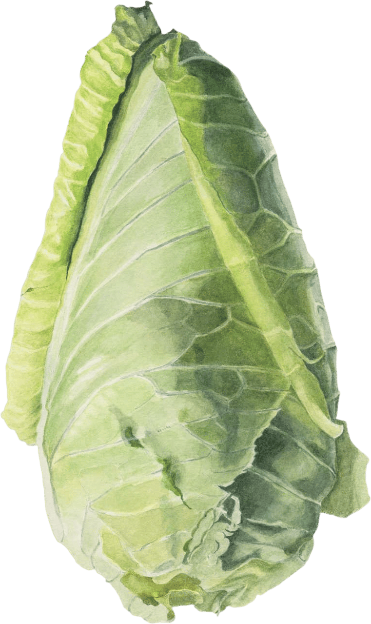 Cone Cabbage