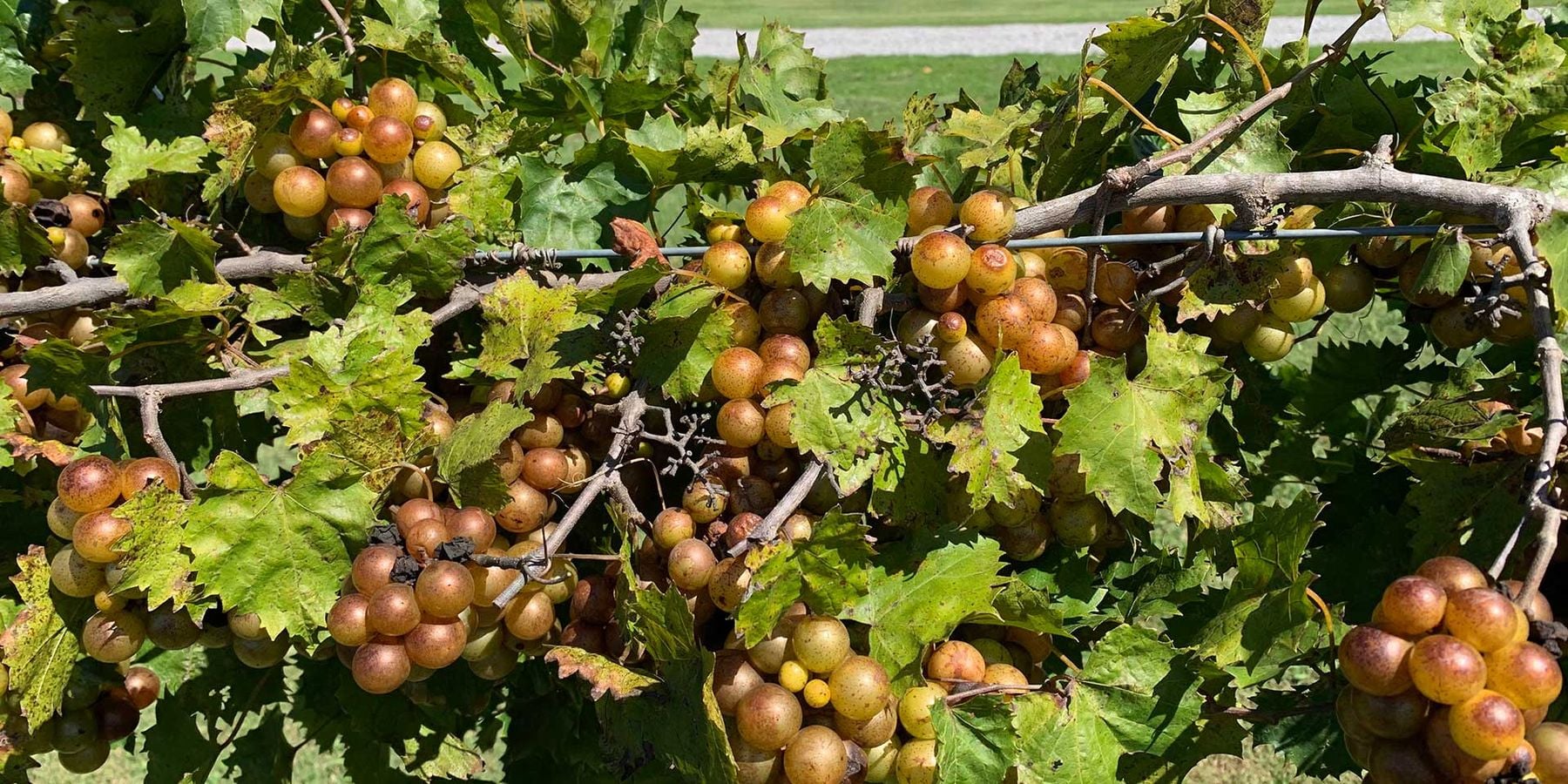 Muscadine Grapes