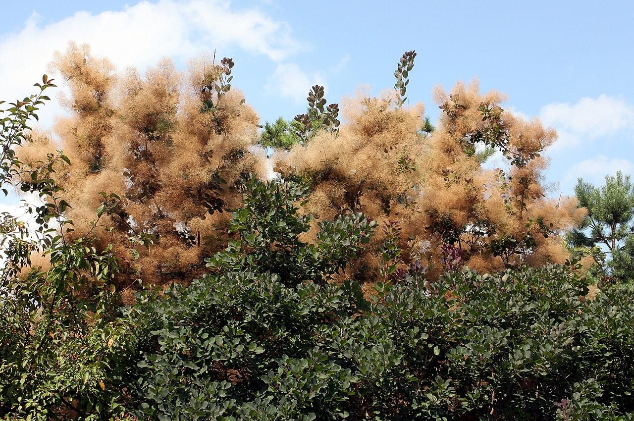 smoke bush