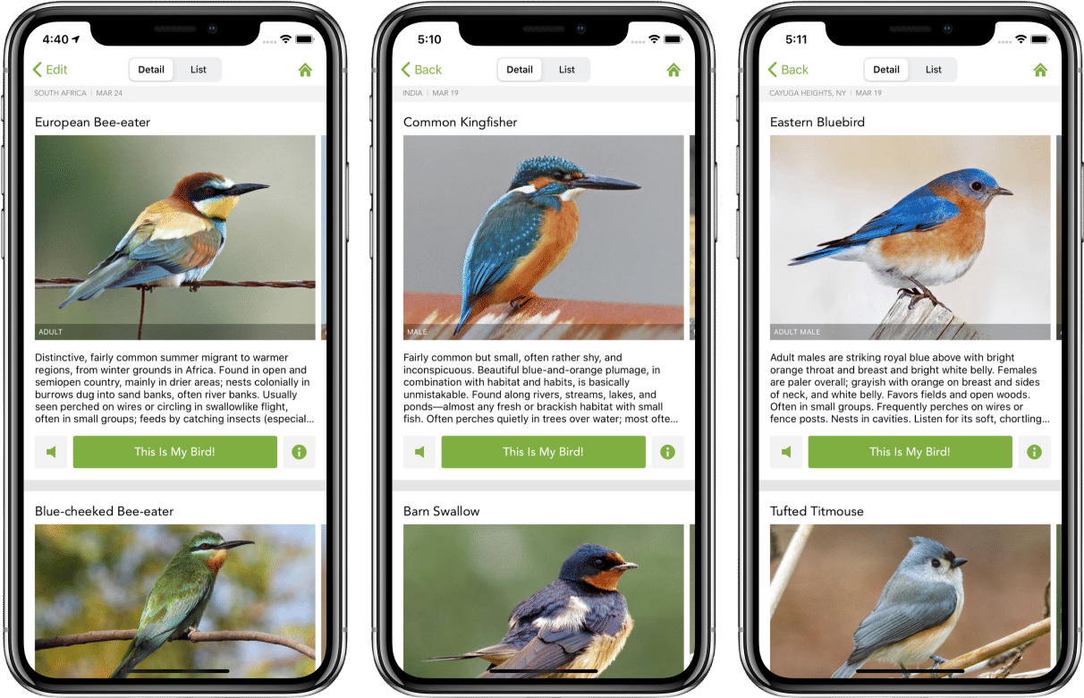 Becoming a birder thanks to Merlin Bird ID