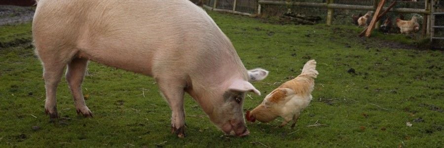 Go vegan slowly