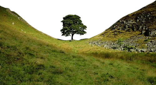 sycamore gap tree
