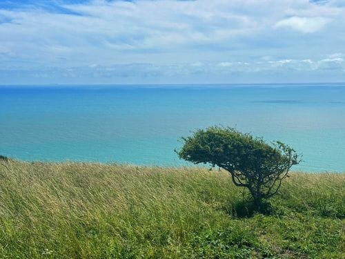 Just Some Great Trees