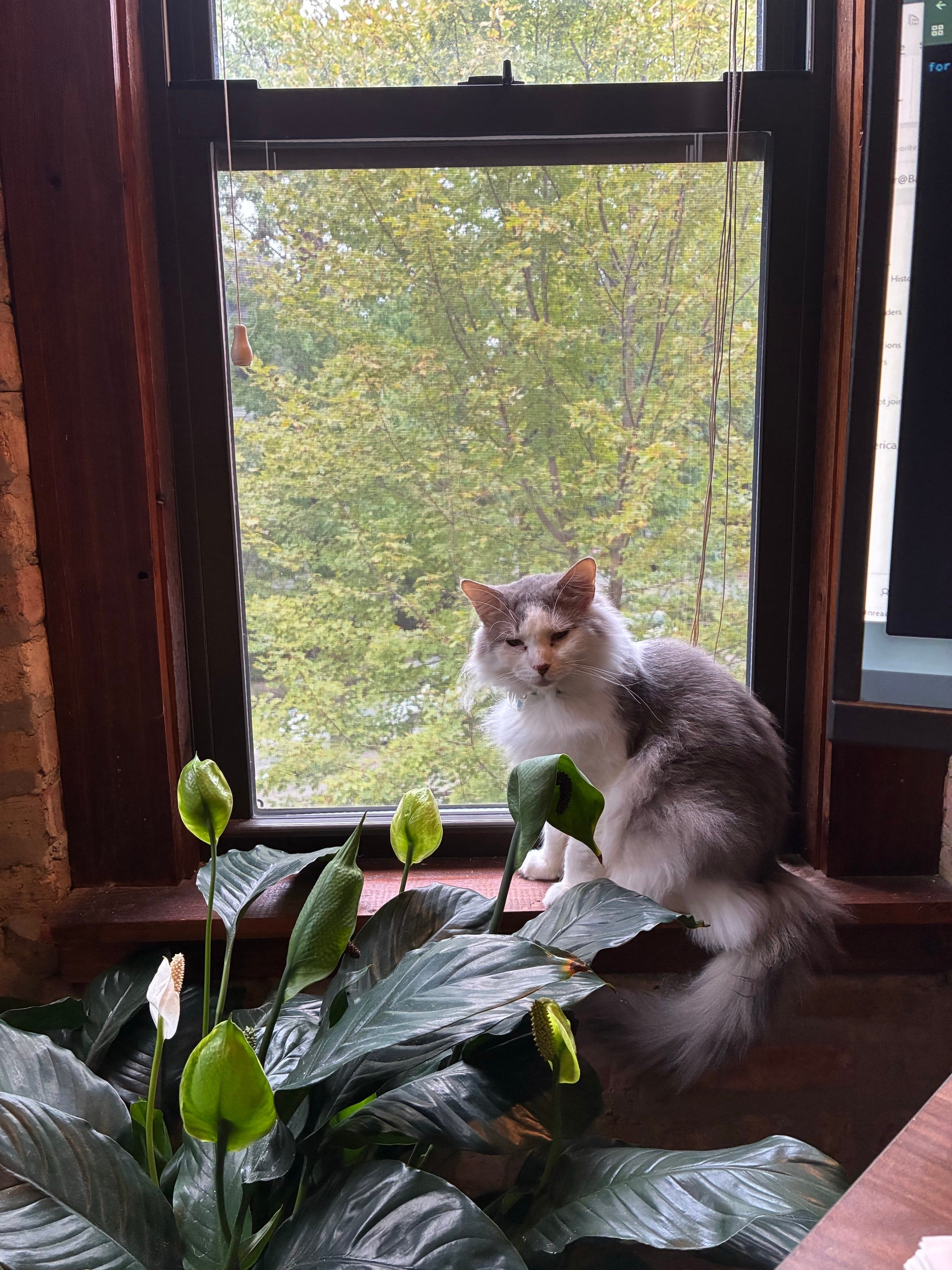 Adopt a pet (if you haven’t already)
