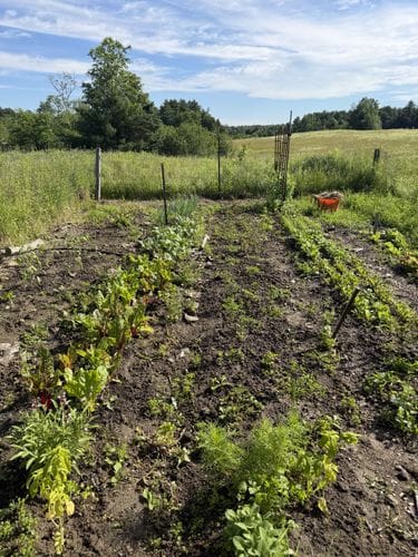 watering your garden in the morning while you drink your coffee