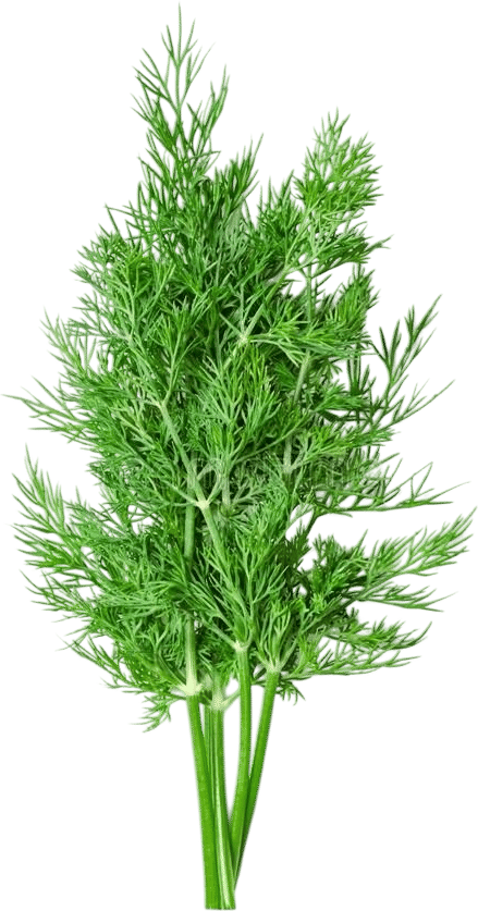 Dill