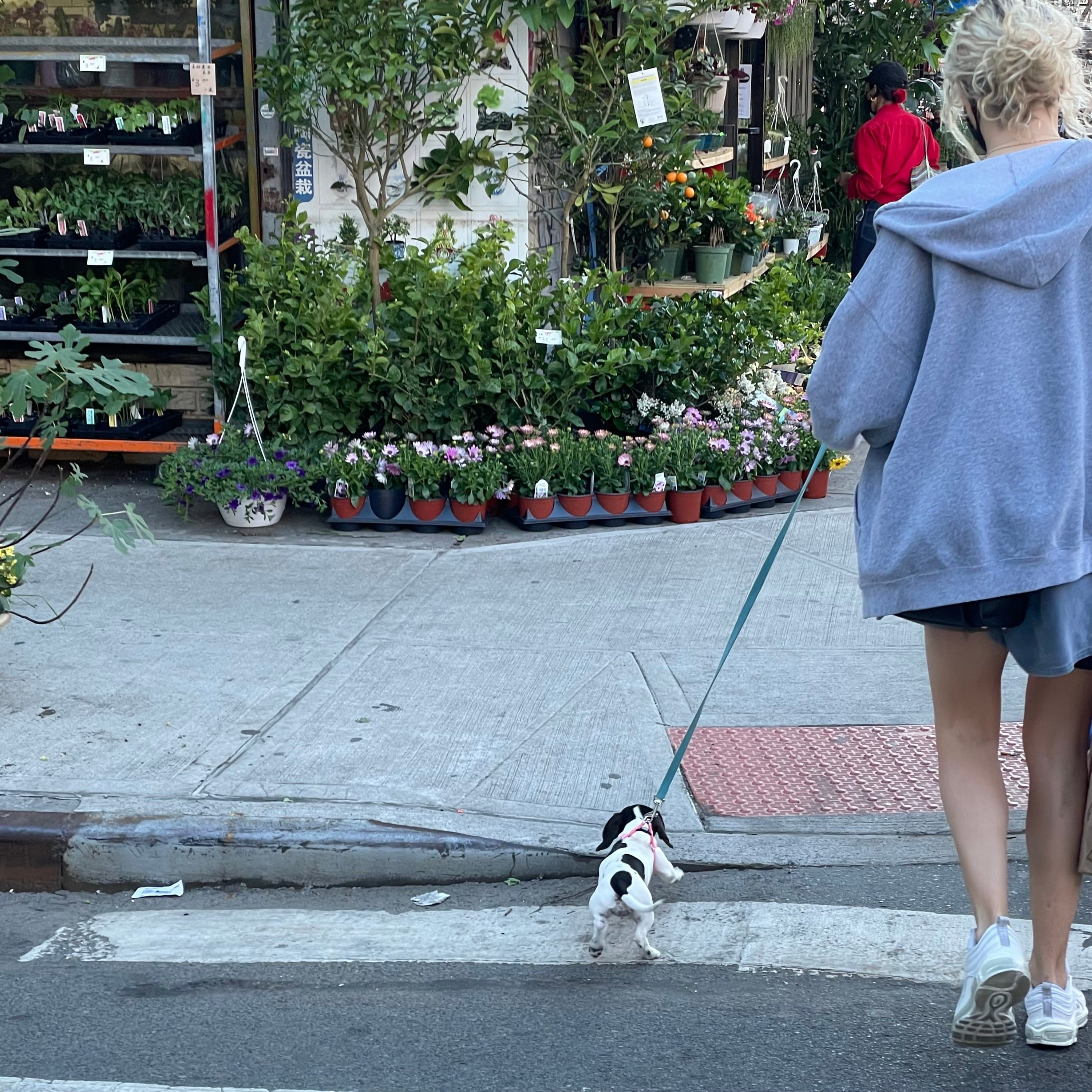 Rover dogwalking