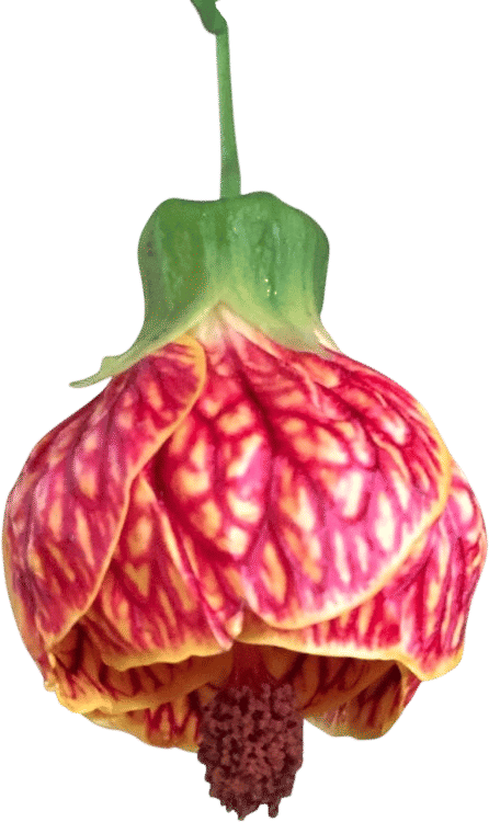 Abutilon