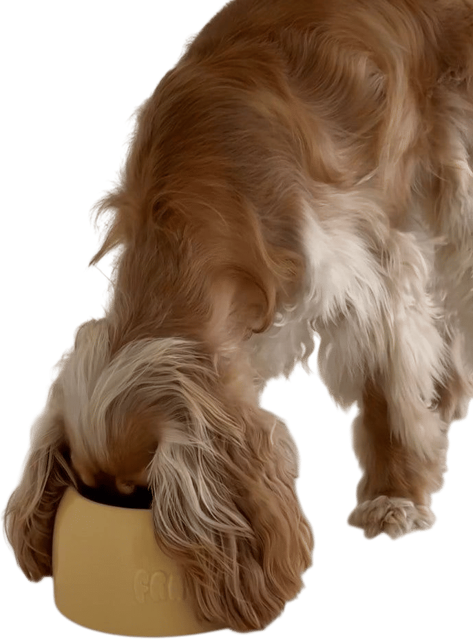 Long Eared Dog Bowl