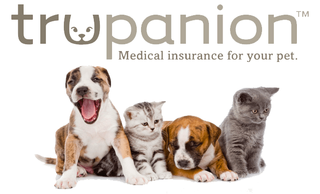 Get Trupanion for your companion animal, even if they are senior