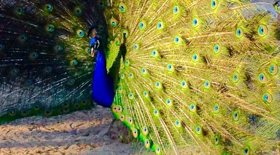 Tracy Aviary in Salt Lake City