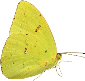 Cloudless Sulphur