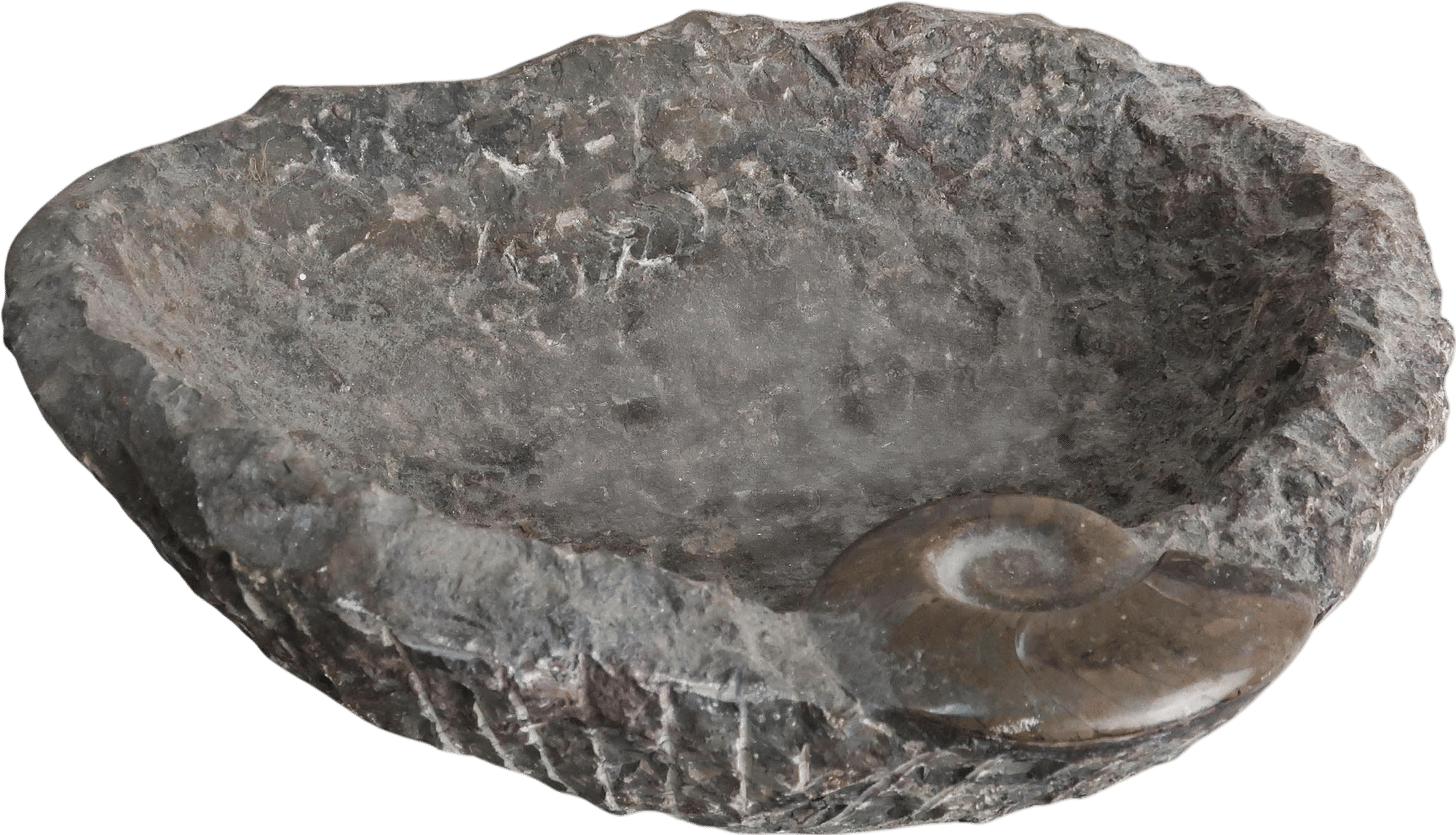Carved Stone Bowl With Goniatite Fossil Detail