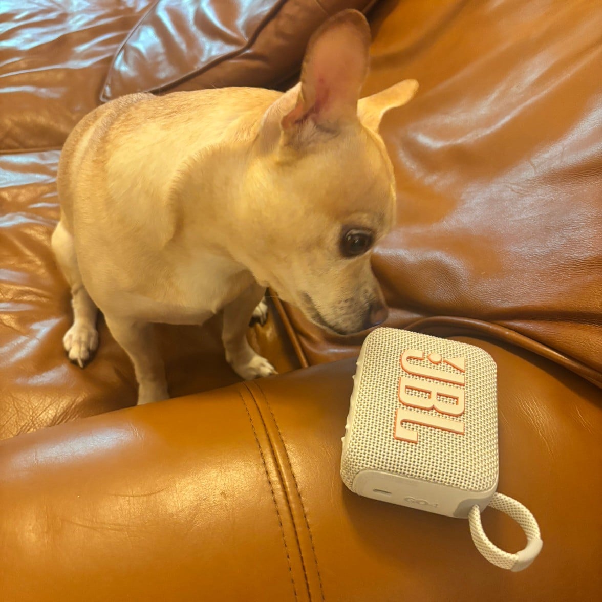 Audio books my dog has listened to and seemed to like
